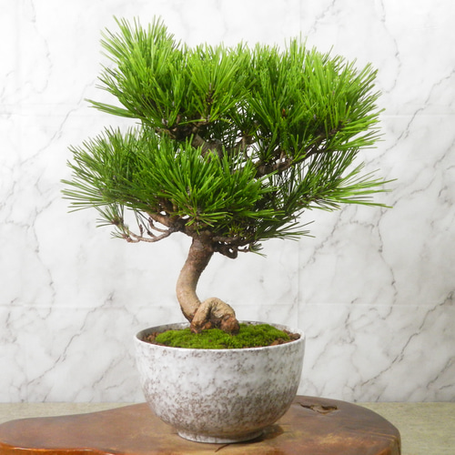 【大品　赤松盆栽】売約済　　　　⭕9/9到着指定、専用❗ 楽天市場】赤松 信州産山取 大型盆栽 （鉢：南蛮壺鉢） 【松