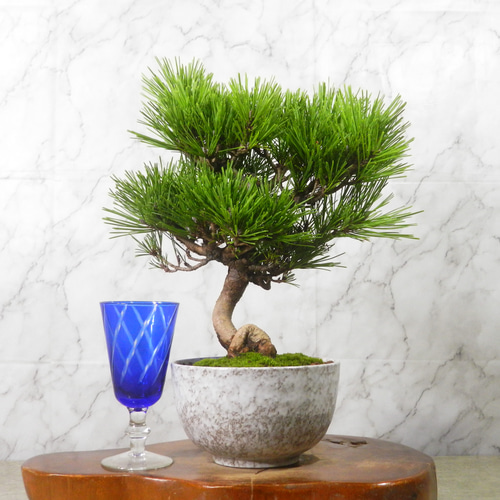 【大品　赤松盆栽】売約済　　　　⭕9/9到着指定、専用❗ 楽天市場】赤松 信州産山取 大型盆栽 （鉢：南蛮壺鉢） 【松