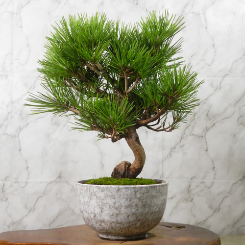 盆栽：赤松（アカマツ）*現品 あかまつ Akamatsu bomsai Pinus