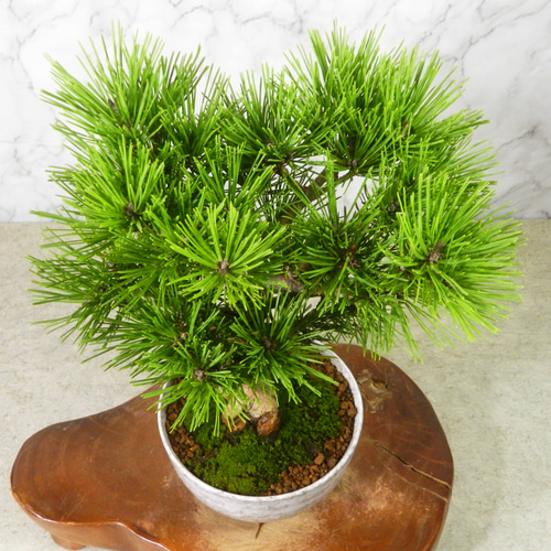 中品八房赤松 ☆ENGEI ichioki☆八房赤松・小品盆栽◇葉性の短い赤松となります・形