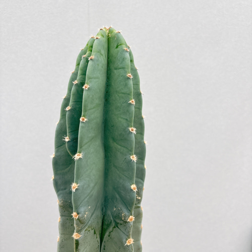 ［現品］8番　柱サボテン　鬼面角 3本立て　8号　観葉植物　多肉植物 現品］8番 柱サボテン 鬼面角 3本立て 8号 観葉植物 多肉植物