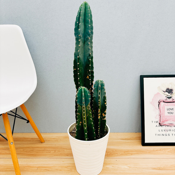 現品］3番 柱サボテン 鬼面角 3本立て 7号 観葉植物 大型 棘無し