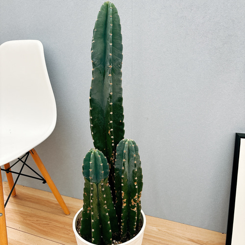 現品］3番 柱サボテン 鬼面角 3本立て 7号 観葉植物 大型 棘無し