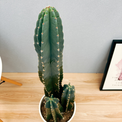 現品］3番 柱サボテン 鬼面角 3本立て 7号 観葉植物 大型 棘無し