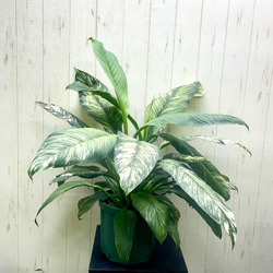 超大型 斑入り スパティフィラム センセーション バリエガータ 8号