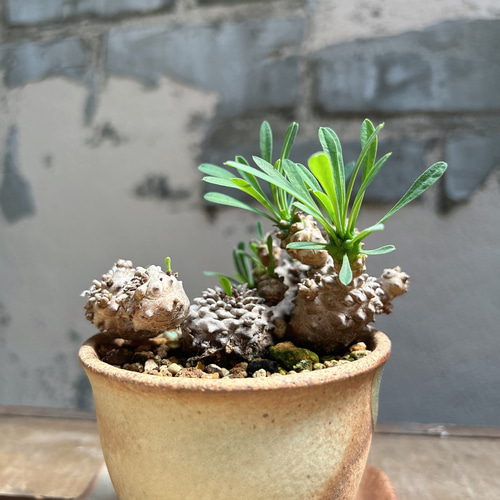 ユーフォルビア　峨眉山　特大　鉢付き　希少 ユーフォルビア 峨眉山 大株 希少 鉢付き｜Yahoo!フリマ（旧