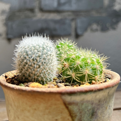 サボテン寄植え エキノプシス キンセイマル マミラリア 満月 サボテン寄植え エキノプシス キンセイマル マミラリア 満月