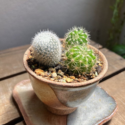サボテン寄植え エキノプシス キンセイマル マミラリア 満月 サボテン寄植え エキノプシス キンセイマル マミラリア 満月