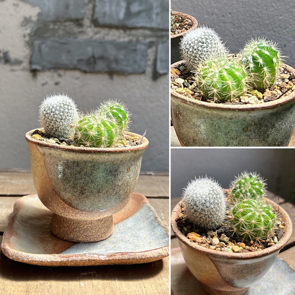 サボテン寄植え エキノプシス キンセイマル マミラリア 満月