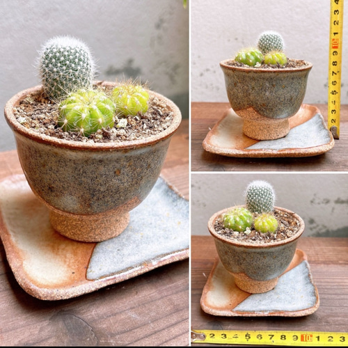 サボテン寄植え エキノプシス キンセイマル マミラリア 満月 サボテン寄植え エキノプシス キンセイマル マミラリア 満月