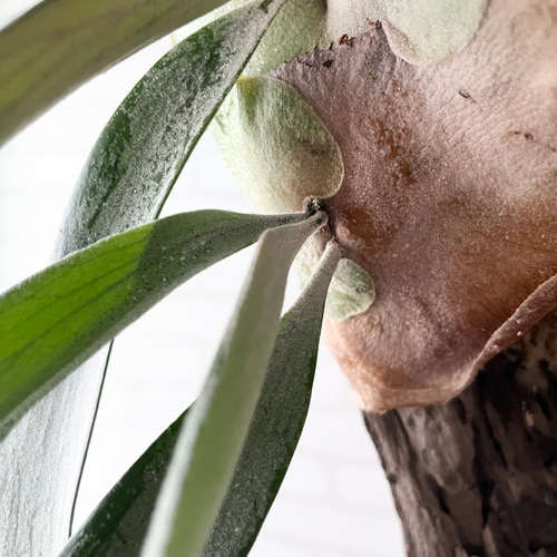 ビカクシダ ウィリンキー コウモリラン 群生 流木付け 観葉植物