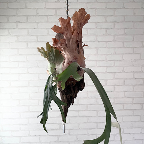 ビカクシダ ウィリンキー コウモリラン 群生 流木付け 観葉植物