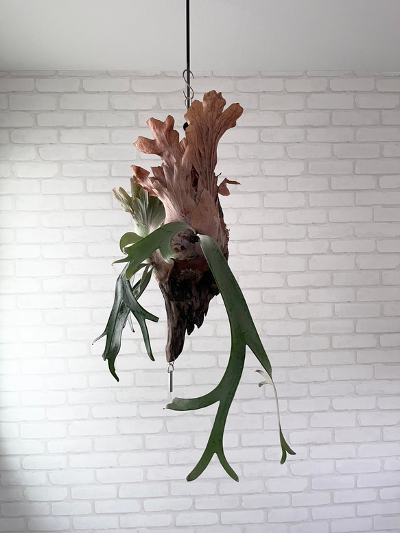 ビカクシダ ウィリンキー コウモリラン 群生 流木付け 観葉植物