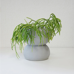 鉢セット販売]サトイモ科3種_paradise (1点限り) その他インテリア雑貨