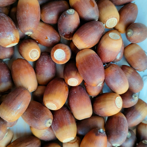 どんぐり（クヌギ・コナラ） その他素材 金木犀ドライフラワー増量中