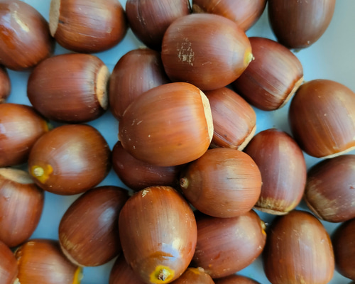 専用　どんぐり　コナラ　くぬぎ どんぐり（クヌギ・コナラ） その他素材 金木犀ドライフラワー増量中