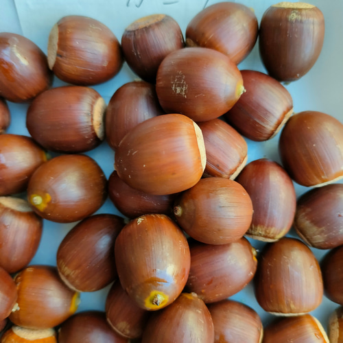 専用　どんぐり　コナラ　くぬぎ どんぐり（クヌギ・コナラ） その他素材 金木犀ドライフラワー増量中