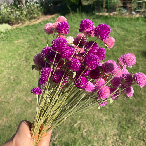 ドライフラワー ドライフラワーブーケ ひかりのいろ ギフトBOX入り