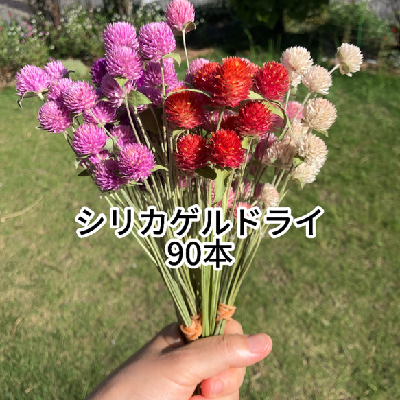 千日紅ドライフラワー 千日紅ドライフラワー☆ワイヤー付きアソート100本⑧ ドライ