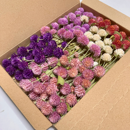 千日紅ドライフラワー90本⑩ ドライフラワー Attic Natura 通販