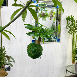 ボリュームあり♡ ツル長め♪ サボテン リプサリス プニセオディスクス