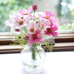 □オープン記念価格□枯れない花/秋の花コスモス＆センニチコウ