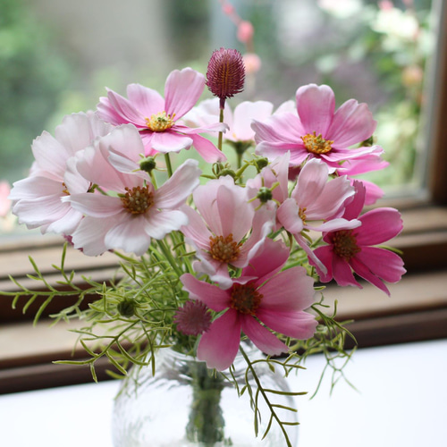 □オープン記念価格□枯れない花/秋の花コスモス&センニチコウ □オープン記念価格□枯れない花/秋の花コスモス&センニチコウ