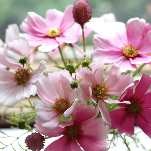 □オープン記念価格□枯れない花/秋の花コスモス&センニチコウ □オープン記念価格□枯れない花/秋の花コスモス&センニチコウ