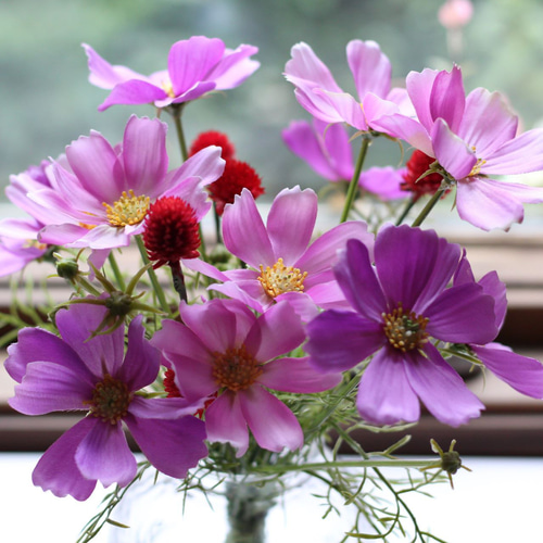 リセオーバーチュア　花単 AUX PARADIS〔オゥパラディ〕 | . ＜秋季数量限定＞ #07