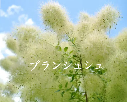 741c9f114585502bc509e9bdd652f2