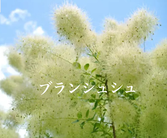 スモークツリー苗ブランシュシュ苗パールホワイトファー その他