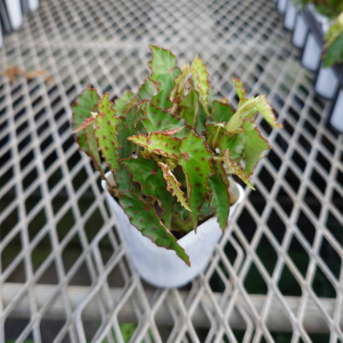 レア ベゴニア アンフィオクサス 観葉植物 その他インテリア雑貨