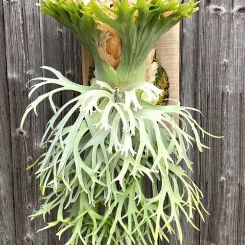 ビカクシダ P.willinckii Nook 繰り出せ dwarf spore ビカクシダ P.willinckii Nook 繰り出せ dwarf spore