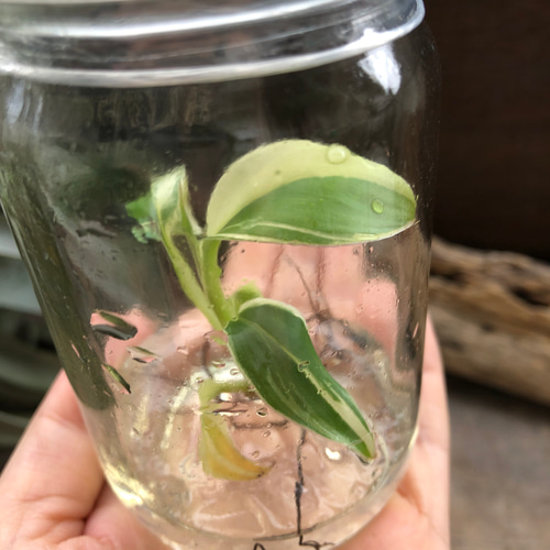 ピンクバナナ バリエガータ♡組織培養♡tissue culture musa