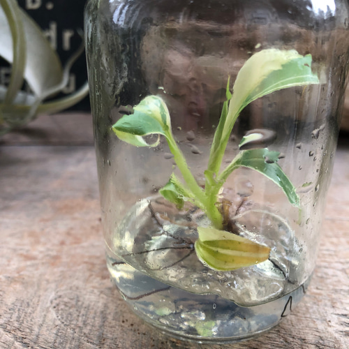 ピンクバナナ バリエガータ♡組織培養♡tissue culture musa