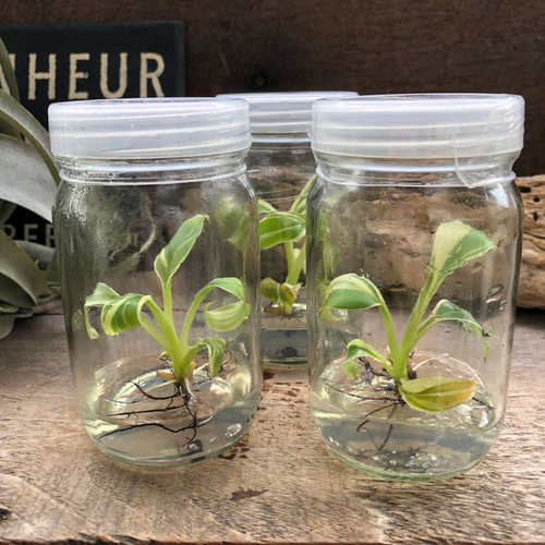 〇ポットごと♡ピンクバナナ バリエガータ♡ムサノノ ピンクバリエガータ♡バナナ♡ ピンクバナナ バリエガータ♡ムサノノピンクバリエガータバナナ