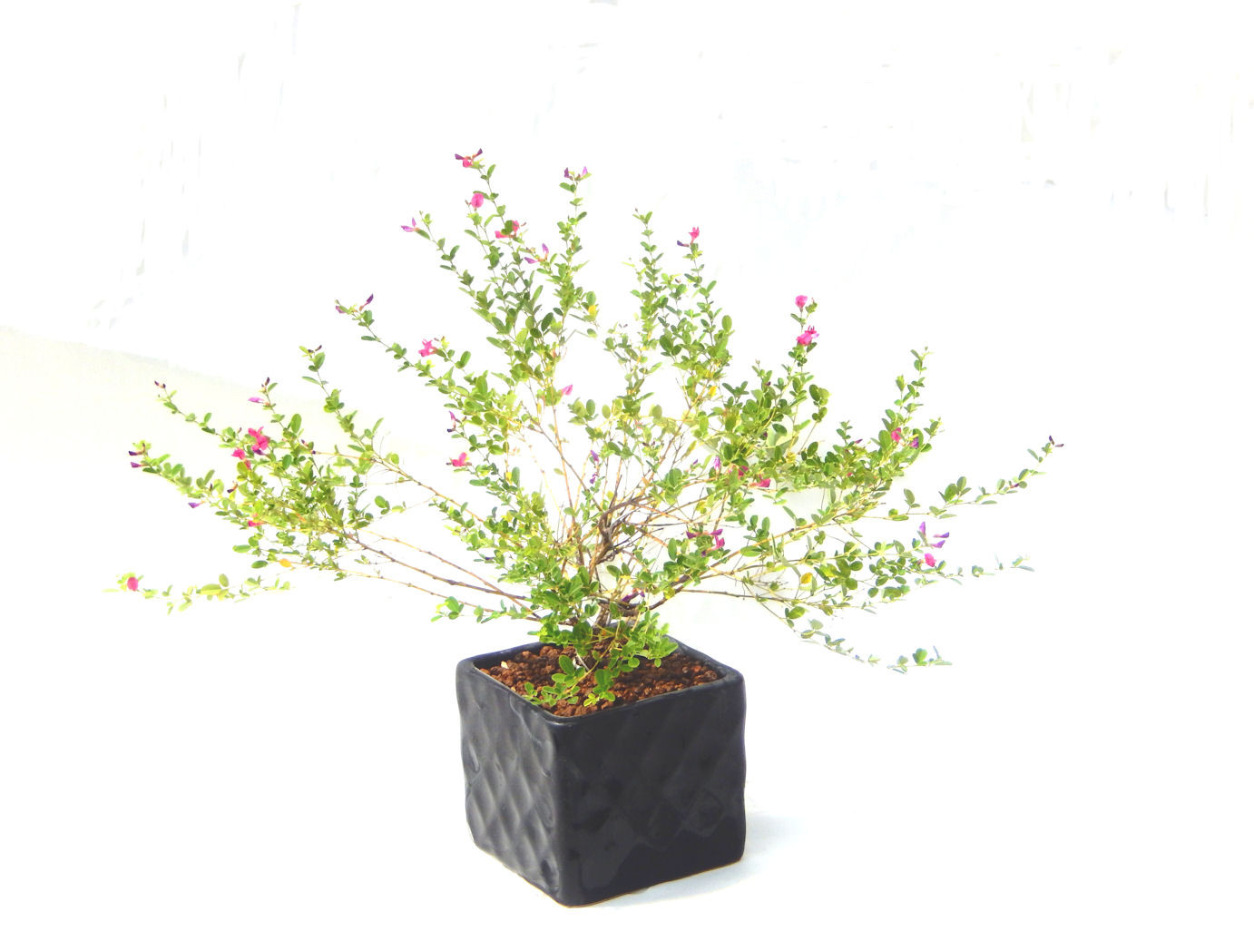 はぎ 屋久島萩 花終了　ミニ盆栽　盆栽鉢付き　盆栽　小品盆栽　送料無料