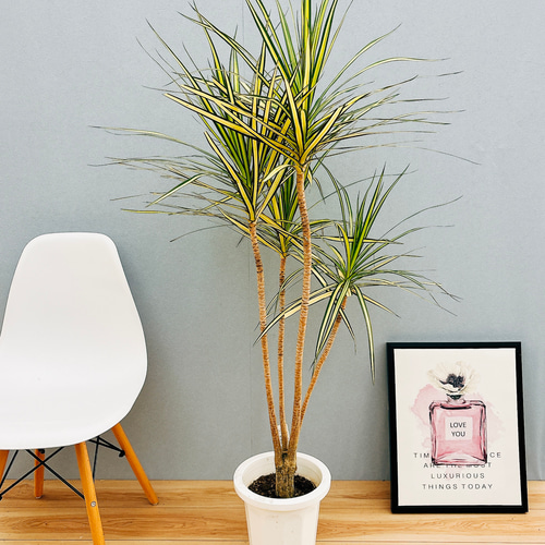 現品］【希少】☆おすすめ☆ 3番 ドラセナ コンシンネ マジナータ