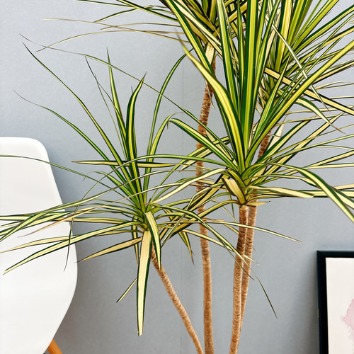 現品］【希少】☆おすすめ☆ 3番 ドラセナ コンシンネ マジナータ