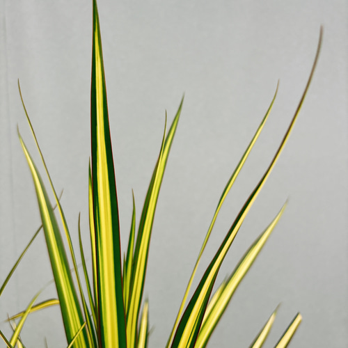 現品］【希少】☆おすすめ☆ 3番 ドラセナ コンシンネ マジナータ