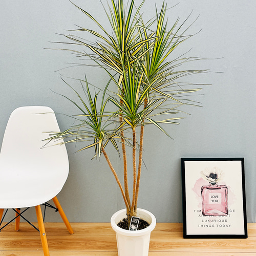 ドラセナ マジナータゴールド 陶器鉢 お皿付き 1 ドラセナ ナビー