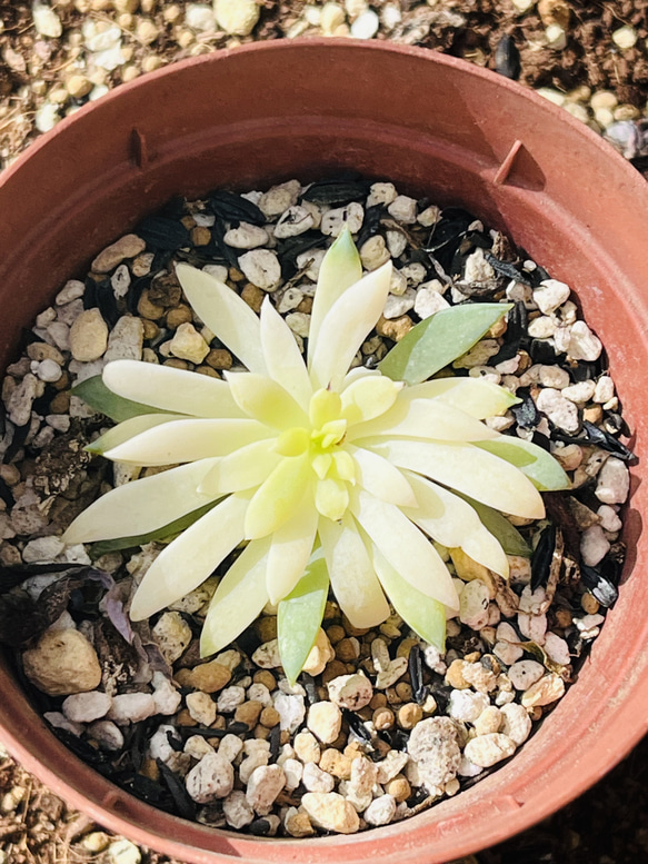 多肉植物 ファンファーレ 3株　抜き苗　セデベリア 多肉植物 ファンファーレ 3株 抜き苗 セデベリア