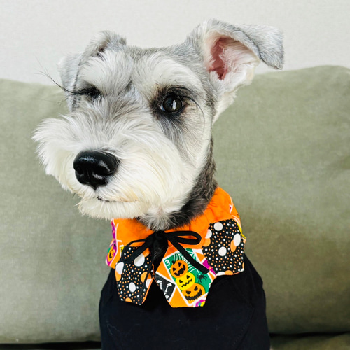 パッチワーク スタイ ハロウィン① 犬用 猫用 Sサイズ ペット服