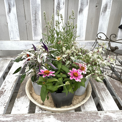 ジニアとラベンダー」秋のナチュラル寄せ植え ※寄せ植えセット 花苗 鉢