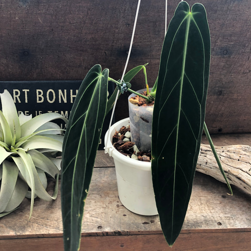 アンスリウム ワロクアーナム「Anthuriumwarocqueanum 」 アート