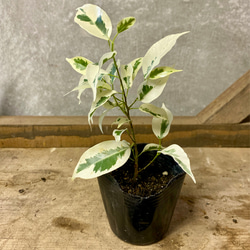 観葉植物 フィカス 斑入りベンジャミン スターライト アートフラワー