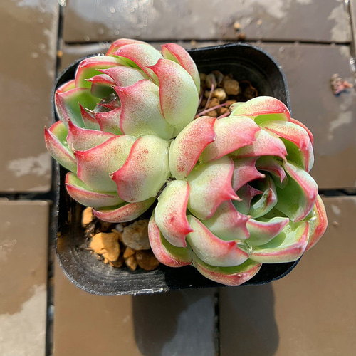 農園直売 多肉植物 寄せ植え エケベリア属 桜ボンボン（群） 観葉植物