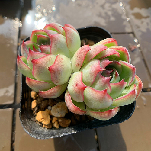 農園直売 多肉植物 寄せ植え エケベリア属 桜ボンボン（群） 観葉植物