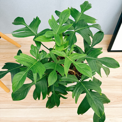 現品］【希少】フィロデンドロン フロリダゴースト 観葉植物