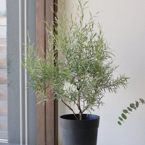 シルバーティーツリー　約220cm オージープランツ/メラレウカ　39 シルバーティーツリー 約220cm オージープランツ/メラレウカ 39